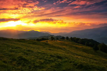 Fototapeta na wymiar Carpathian mountains, Ukraine, Europe, amazing panoramic summer scenery