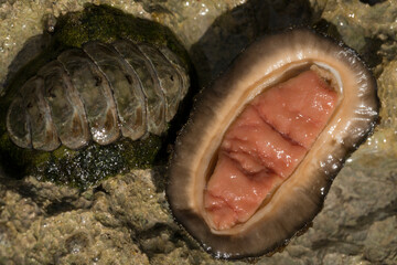Acanthopleura haddoni, tropical species of chiton. The fauna of the Red Sea. A marine molluscs on a...