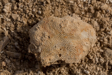 Fossil corals of the Red Sea. Ancient creatures, turned into stone. Reef corals.