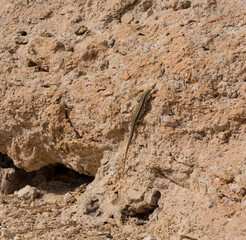 Trachylepis quinquetaeniata scharica - Five-lined mabuya, rainbow skink. Female. Fauna of the Sinai Peninsula.