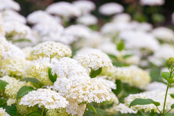 Bushes of Hydrangea arborescens flower in the garden, White hortensia in a park close up. Natural...