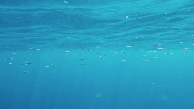 POV swimming underwater close to surface of ocean looking at bubbles and school of fish. Free diving in blue sea. Texture of wave motion. Nature background with copy space. POV fish swimming undersea
