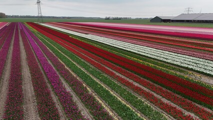Vibrant tulip fields with colorful stripes under a cloudy sky, showcasing rural agricultural beauty...
