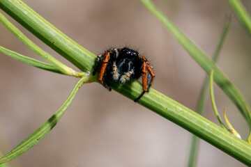 A male jumping spider with black and orange colors. Philaeus chrysops.