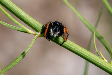 A male umping spider with black and orange colors. Philaeus chrysops.
