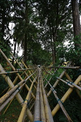 wooden bridge in forest malaysia