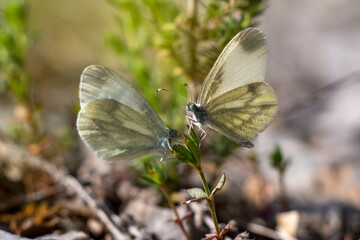 Wood white butterflies. White butterfly. Leptidea sinapis.