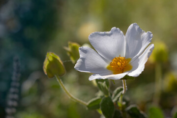 Sage-leaved rock-rose with more blue colors. White and yellow wild flowers. Cistus salviifolius.