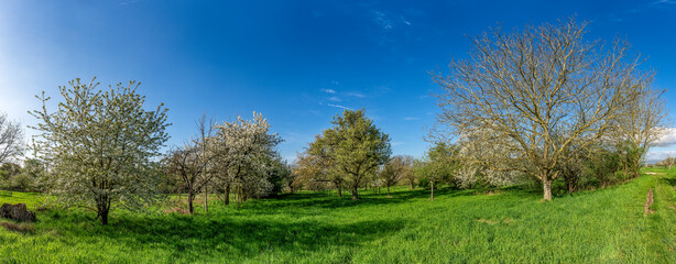 Panoramafoto Streuobstwiese im Frühling bei Sonnenschein und schönem Wetter mit  blühenden Kirsch-, Apfel- und anderen Obstbäumen und aufgelockerter Bewölkung - obrazy, fototapety, plakaty