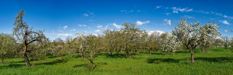 Panoramafoto Streuobstwiese im Frühling bei Sonnenschein und schönem Wetter mit  blühenden Kirsch-, Apfel- und anderen Obstbäumen und aufgelockerter Bewölkung - 782513293