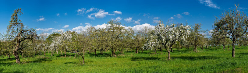Panoramafoto Streuobstwiese im Frühling bei Sonnenschein und schönem Wetter mit  blühenden Kirsch-, Apfel- und anderen Obstbäumen und aufgelockerter Bewölkung