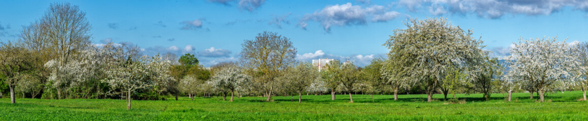 Panoramafoto Streuobstwiese im Frühling bei Sonnenschein und schönem Wetter mit  blühenden Kirsch-, Apfel- und anderen Obstbäumen und aufgelockerter Bewölkung - 782513623