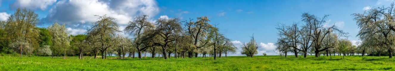 Panoramafoto Streuobstwiese im Frühling bei Sonnenschein und schönem Wetter mit  blühenden Kirsch-, Apfel- und anderen Obstbäumen und aufgelockerter Bewölkung - 782513673