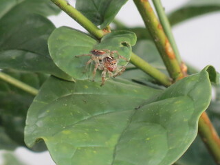 Aranha descendo da folha 