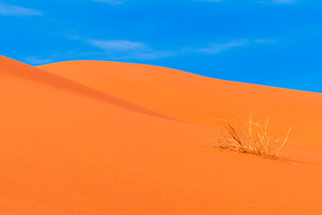 Erg Chebbi sand dunes, Sahara Desert,Morocco: Sand dunes in a sunny day close to Merzouga - 782514094