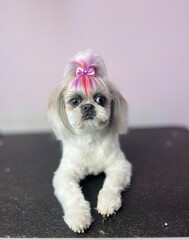 A Shih Tzu dog after grooming sits on a black table with pink-dyed fur on its head with a small...