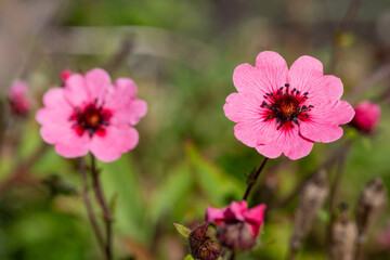 Close up of Nepal cinquefoil (potentilla nepalensis) flowers in bloom - obrazy, fototapety, plakaty
