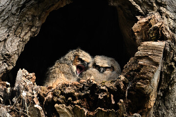 Two baby Great Horned Owlets sleeping in their nest in the cavity of a tree and one opens its beak to yawn	