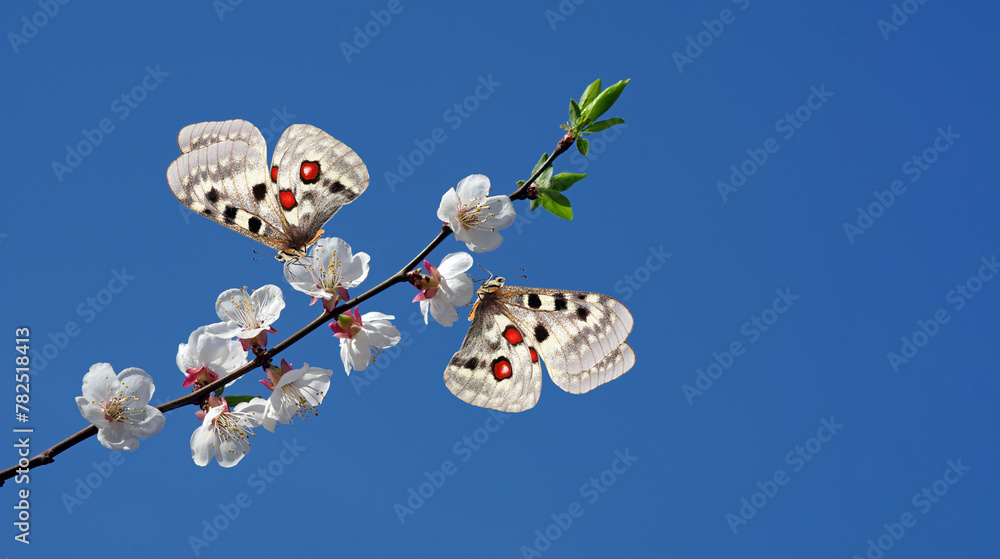 Aufkleber apollo butterflies on a branch of blooming cherry. blooming sakura and butterflies. spring backgroun