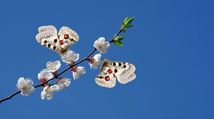 Apollo butterflies on a branch of blooming cherry. blooming sakura and butterflies. spring background. 