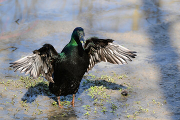 Colorful iridescent Cayuga Duck with wings spread along the shore of a river