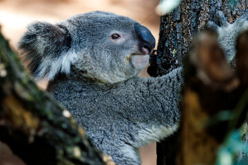 Koala am Baum