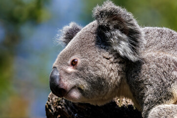 Naklejka premium Koala 9
