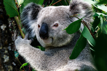Koala 6