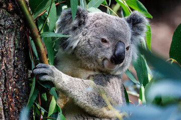 Fototapeta premium Koala 2