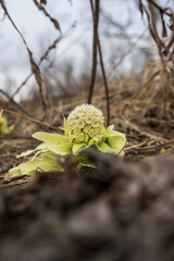 The inflorescence of the burdock is blooming