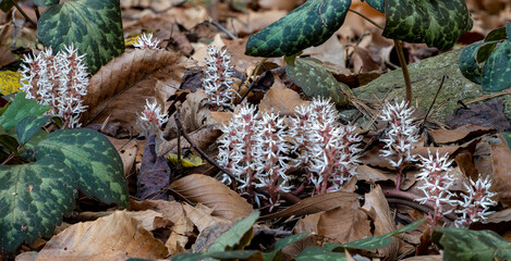 Alleghenny spurge (Pachysandra procumbens) blossoms, with leaves from previous season. This pachysandra is native to the southeastern U.S. and is preferred by gardeners. - obrazy, fototapety, plakaty