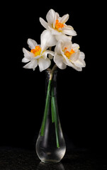 Vase with three "double" daffodils