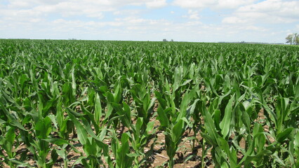 field of corn