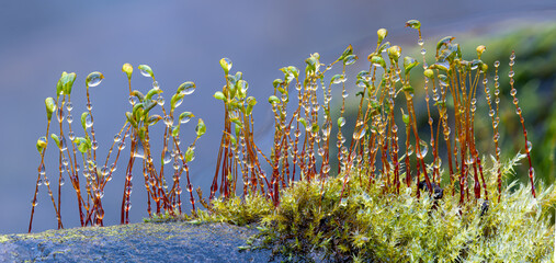 Macro view of dew-covered sporangium-bearing stalks growing from  gametophytes of moss  growing on...