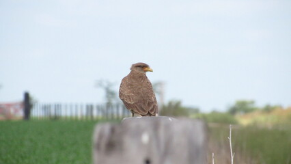 tailed hawk perched on branch