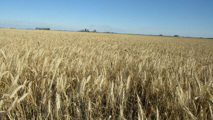 field of wheat