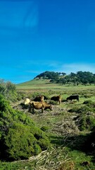 landscape with hills and cows