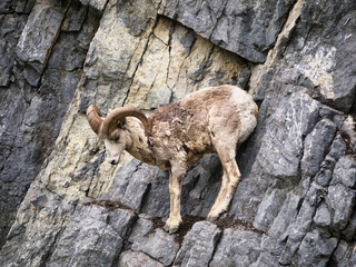 Mountain Goat