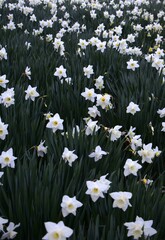 lush field of white and yellow daffodils in full bloom. concepts: campaigns promoting preservation...