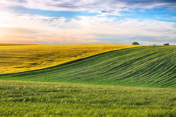 Green and yellow Field of wheat and Beautiful Sunset.