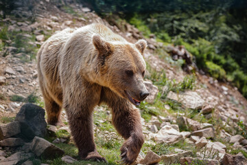 Young European brown bear in forest at summer.