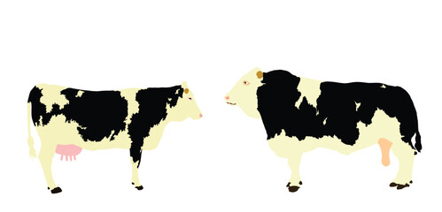 Holstein Friesian cow and bull couple vector illustration isolated on white background. Farm animal mating love. Organic food pasture. Cow bull fresh meat.