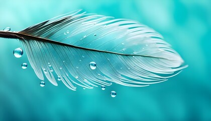 Transparent water droplets on curled white bird's feather on blue and turquoise background, macro. Dreamy elegant image of fragility and beauty of nature, stock images, wallpapers