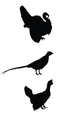 Forest and meadow wildlife birds vector silhouette illustration isolated on white background. Turkey male, gobbler shadow. Grouse and Pheasant shape. Bird watching. Plumage in zoo park. Hunting season