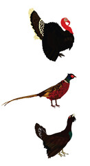 Forest and meadow wildlife birds vector illustration isolated on white background. Turkey male, gobbler. Grouse and Pheasant. Bird watching. Plumage in zoo park. Hunting season.
