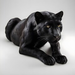 Naklejka na ściany i meble Majestic Black Panther Sitting Gracefully in a Studio Setting