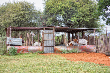 goats small livestock in the farmyard in a pen paddlock