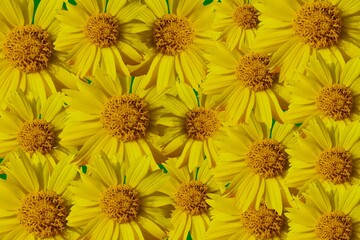Fototapeta premium yellow flowers background. yellow chrysanthemum flowers