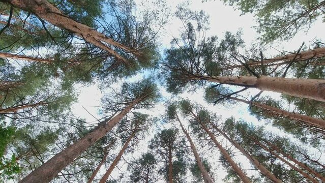 Spinning and rotation looking up under pine and fir trees forest. Spinning underneath tall redwood trees. Looking up in the forest. Pine and spruce trees natural resource in the wild forest.