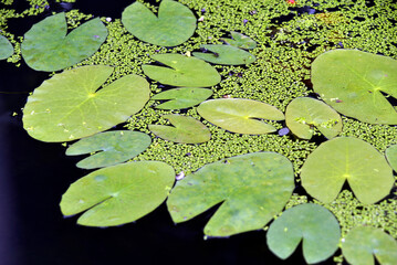 スイレンの葉と水草　葉模様